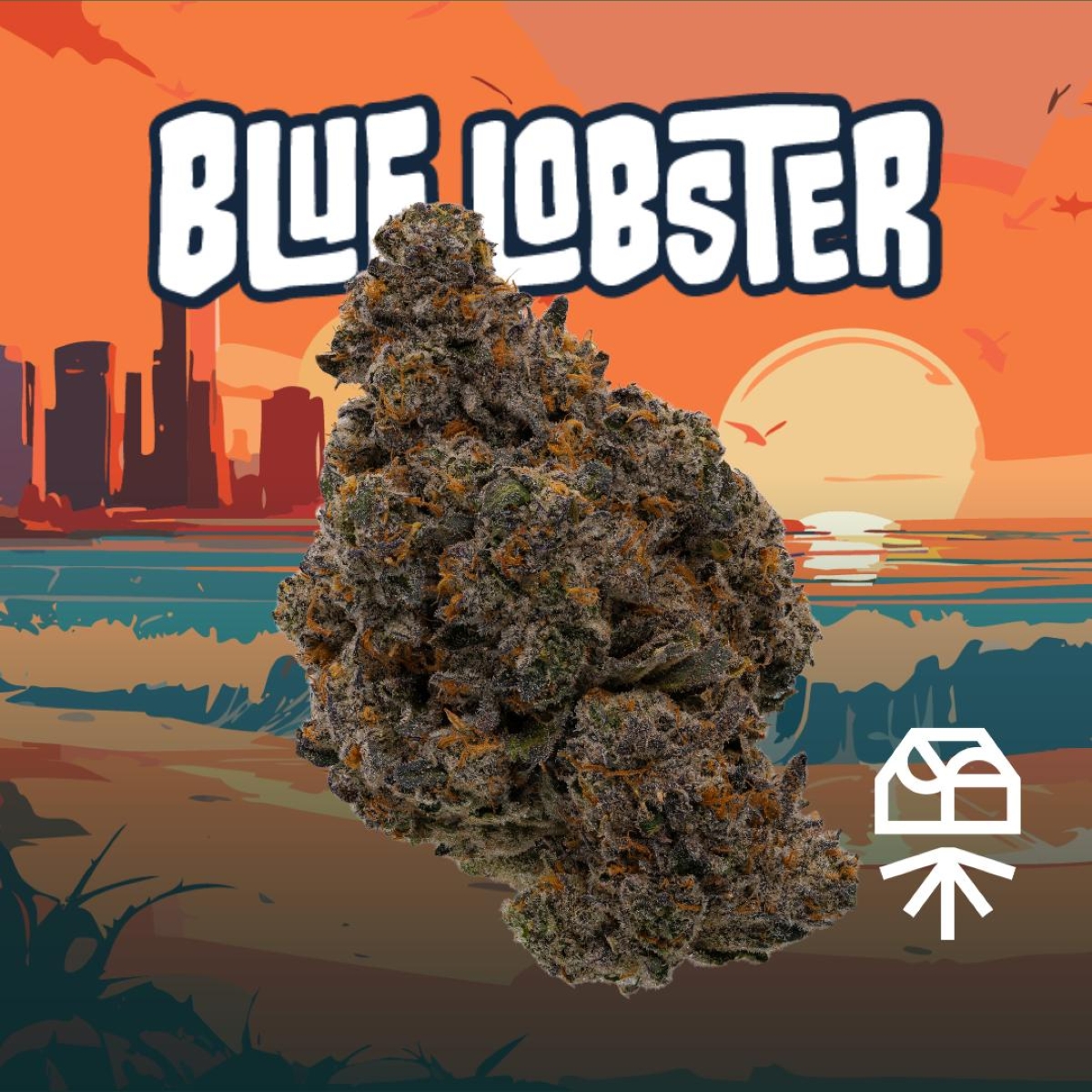 Grassroots Blue Lobster Flower  (Hybrid) 30.29% {3.5g}