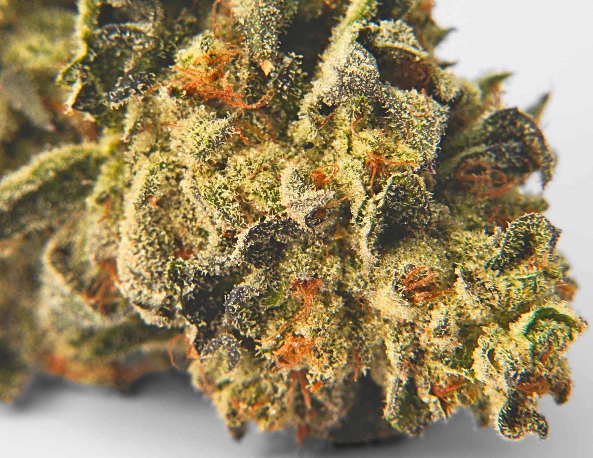 House of Sacci Biohazard Dime Bag Flower  (Hybrid) 29% {0.7g}