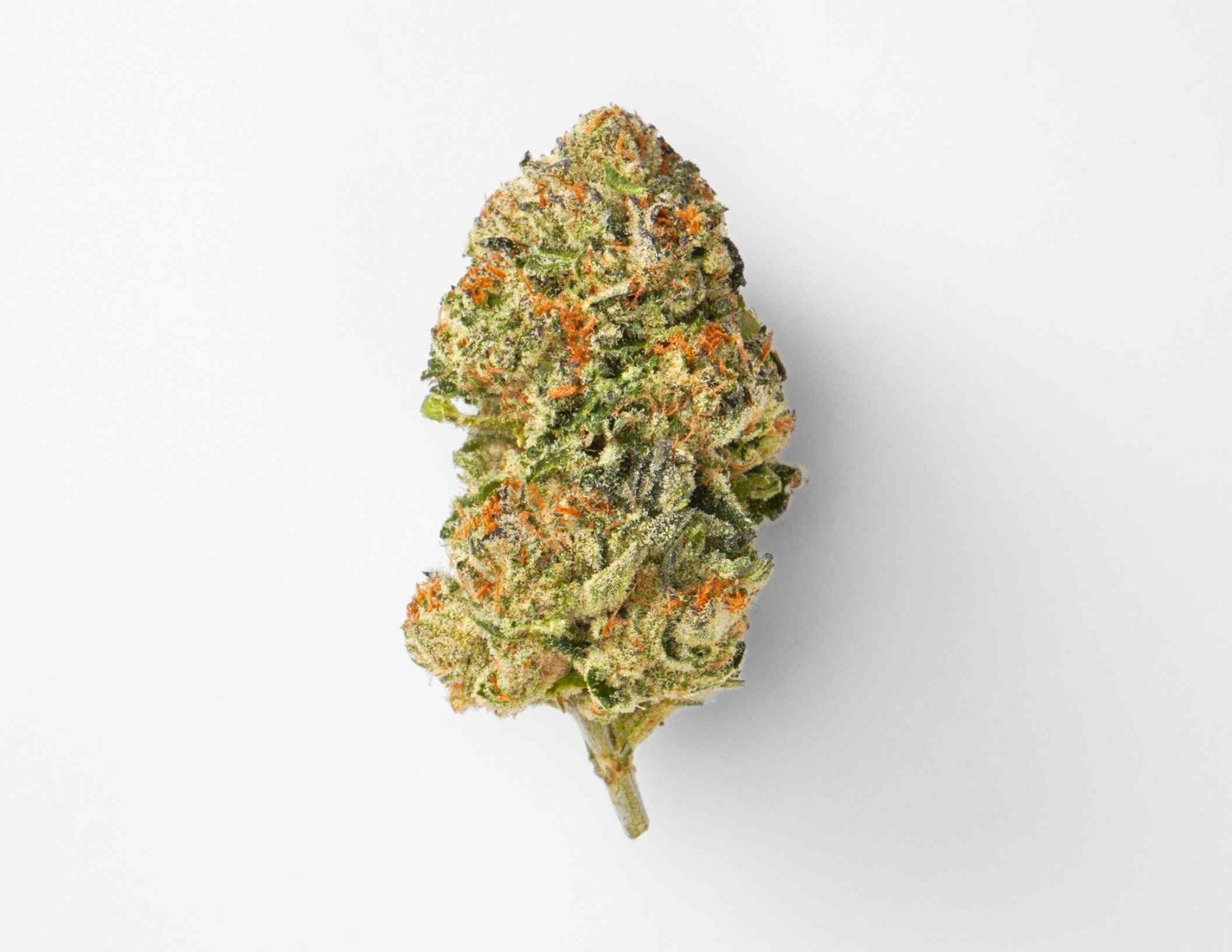 House of Sacci Gelato 41 Flower  31% {3.5g}