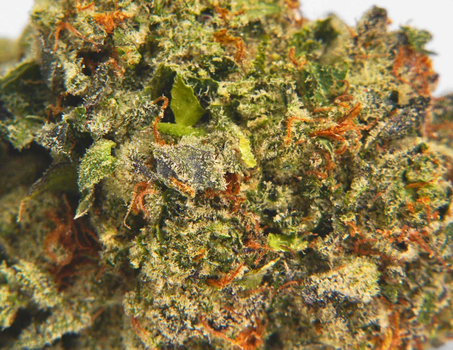 House of Sacci Gelato 41 Flower  31% {3.5g}