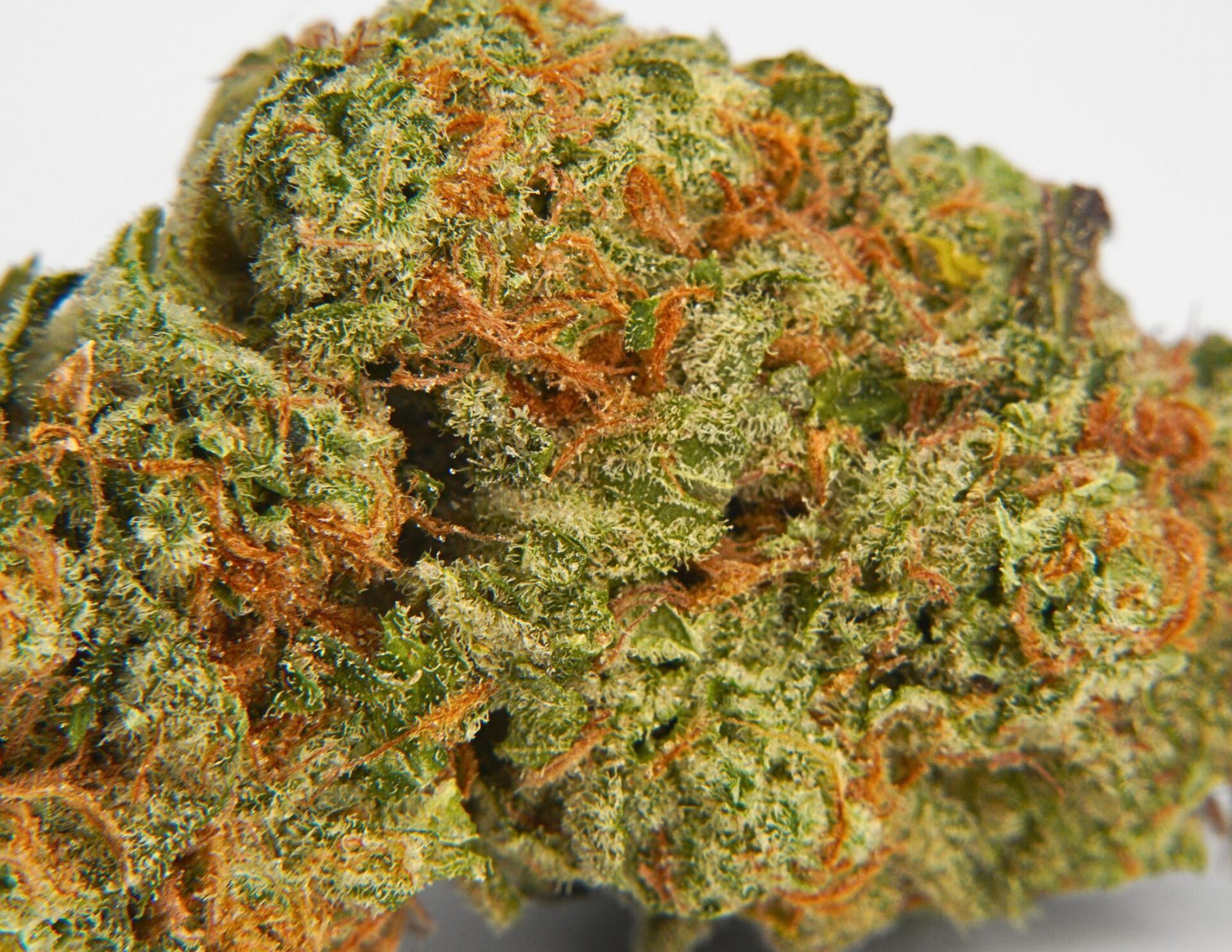 House of Sacci Maui Waui Flower  (Sativa) {3.5g}