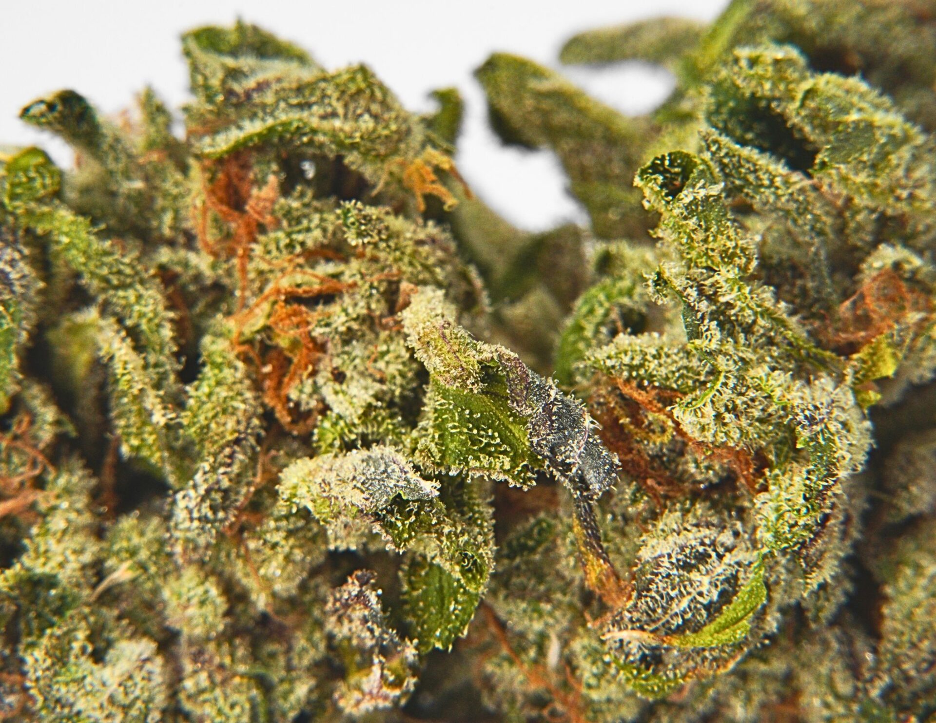 House of Sacci New York City Vapor Flower  (Hybrid) 33% {3.5g}