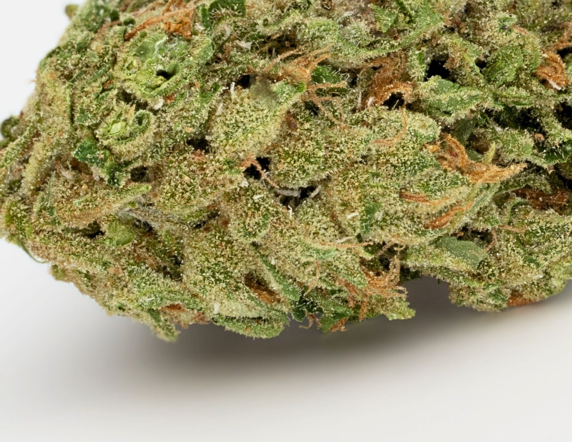 House of Sacci OG Kush Flower (Hybrid) 22% {14g}