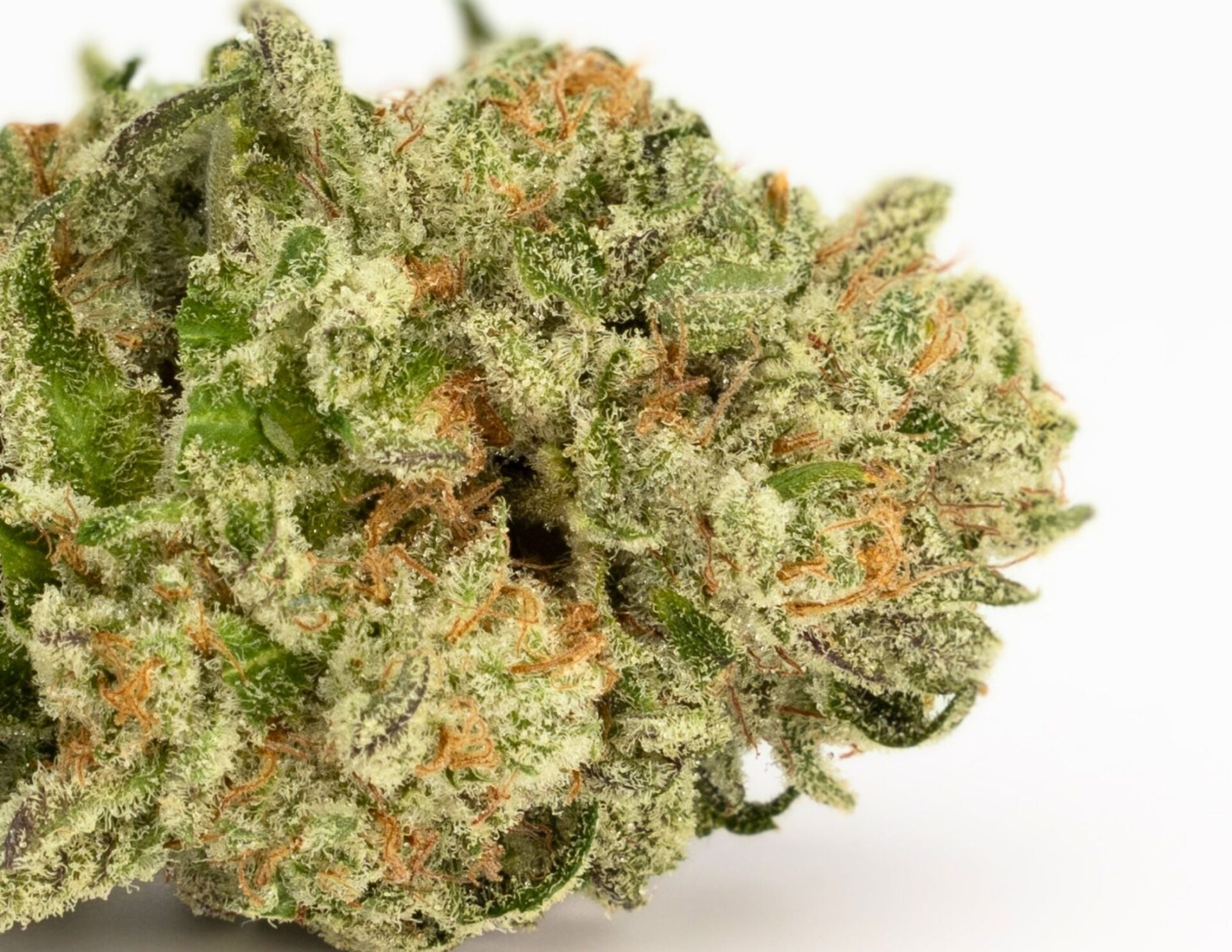 House of Sacci Purple Z Flower (Hybrid) 27% {3.5g}