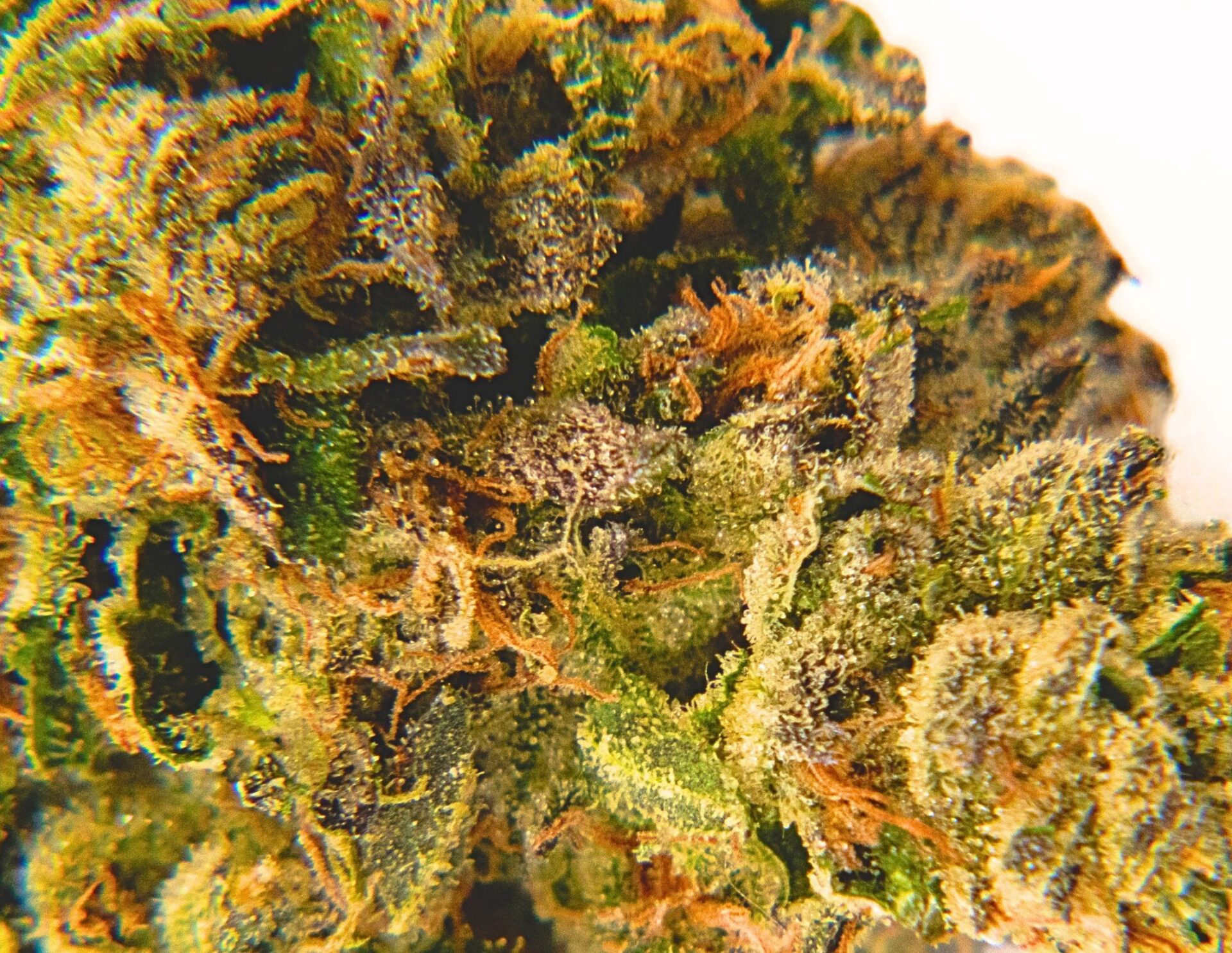 House of Sacci Sherbadelic Flower  (Hybrid) 30.00% {3.5g}