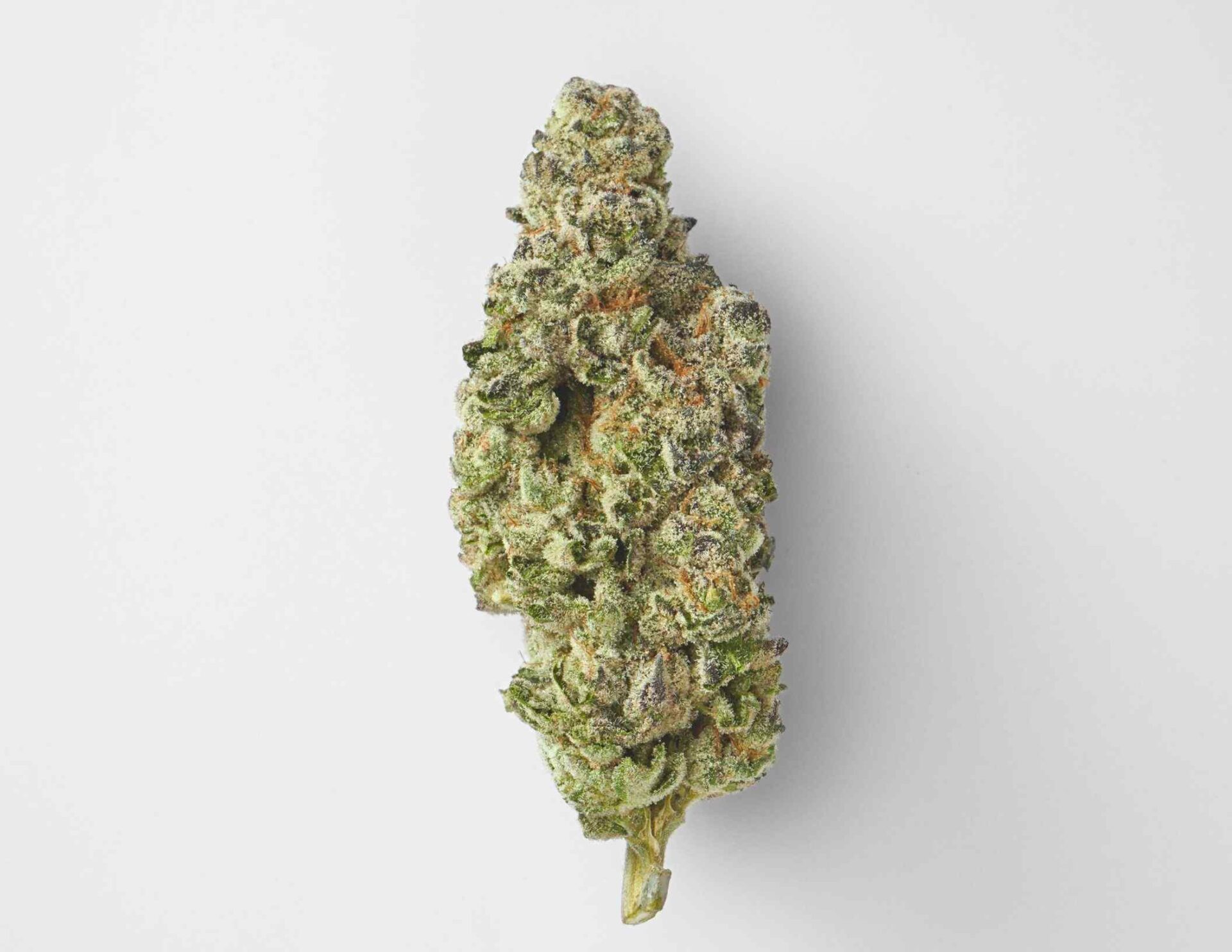 House of Sacci Sunny Z Kief  63.80% {1g}