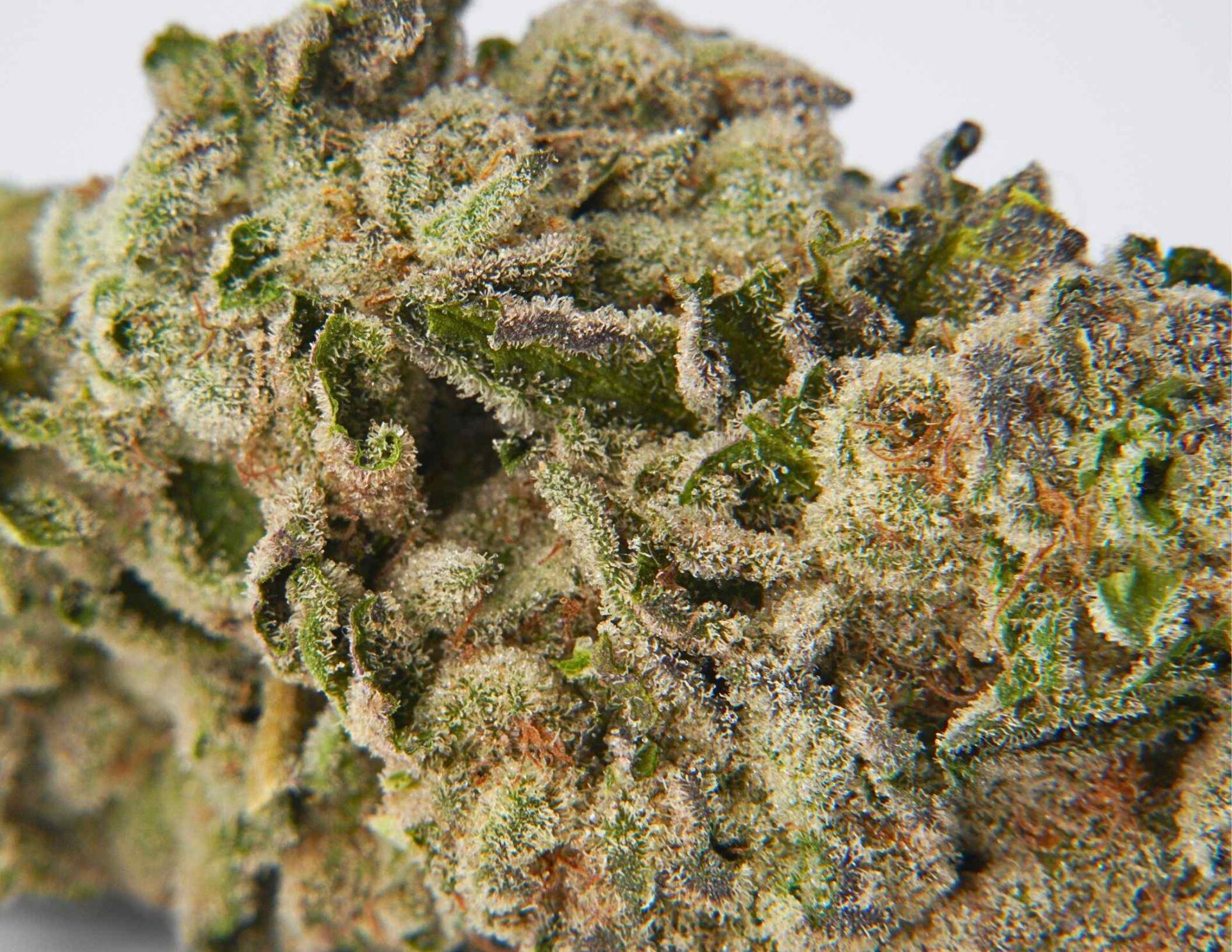 House of Sacci Sunny Z Kief  63.80% {1g}