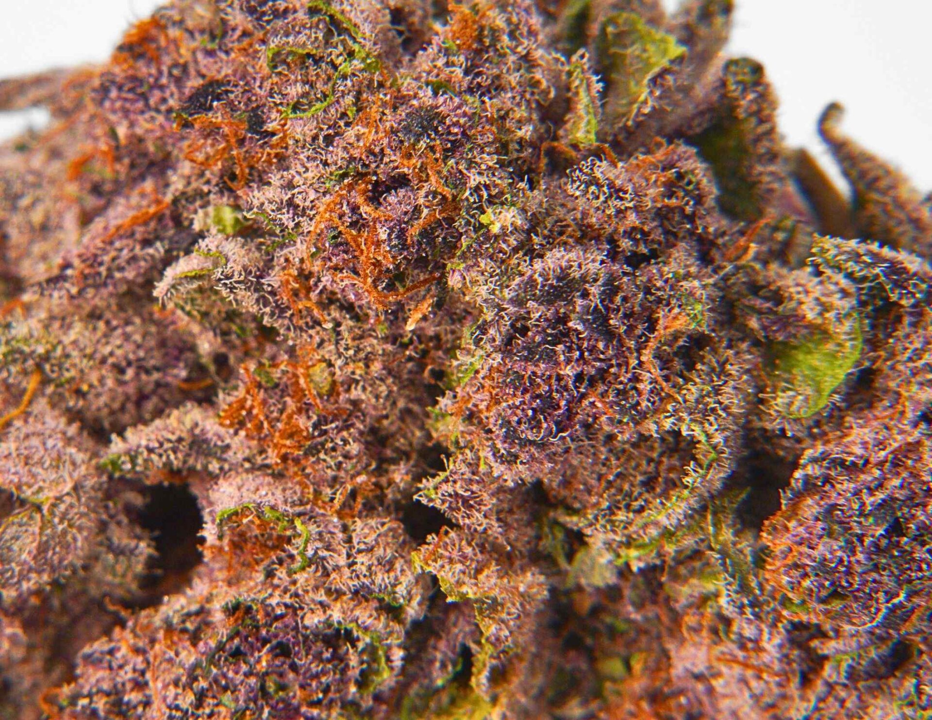 House of Sacci Trop Cherry Flower  (Hybrid) 34% {28g}