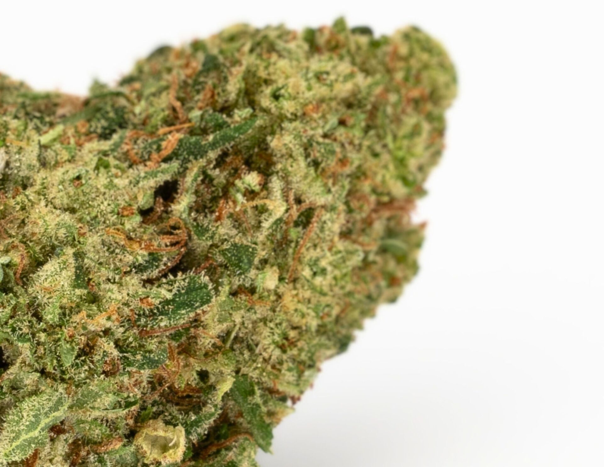 House of Sacci Watermelon Z Dime Bag Flower  (Hybrid) {0.7g}