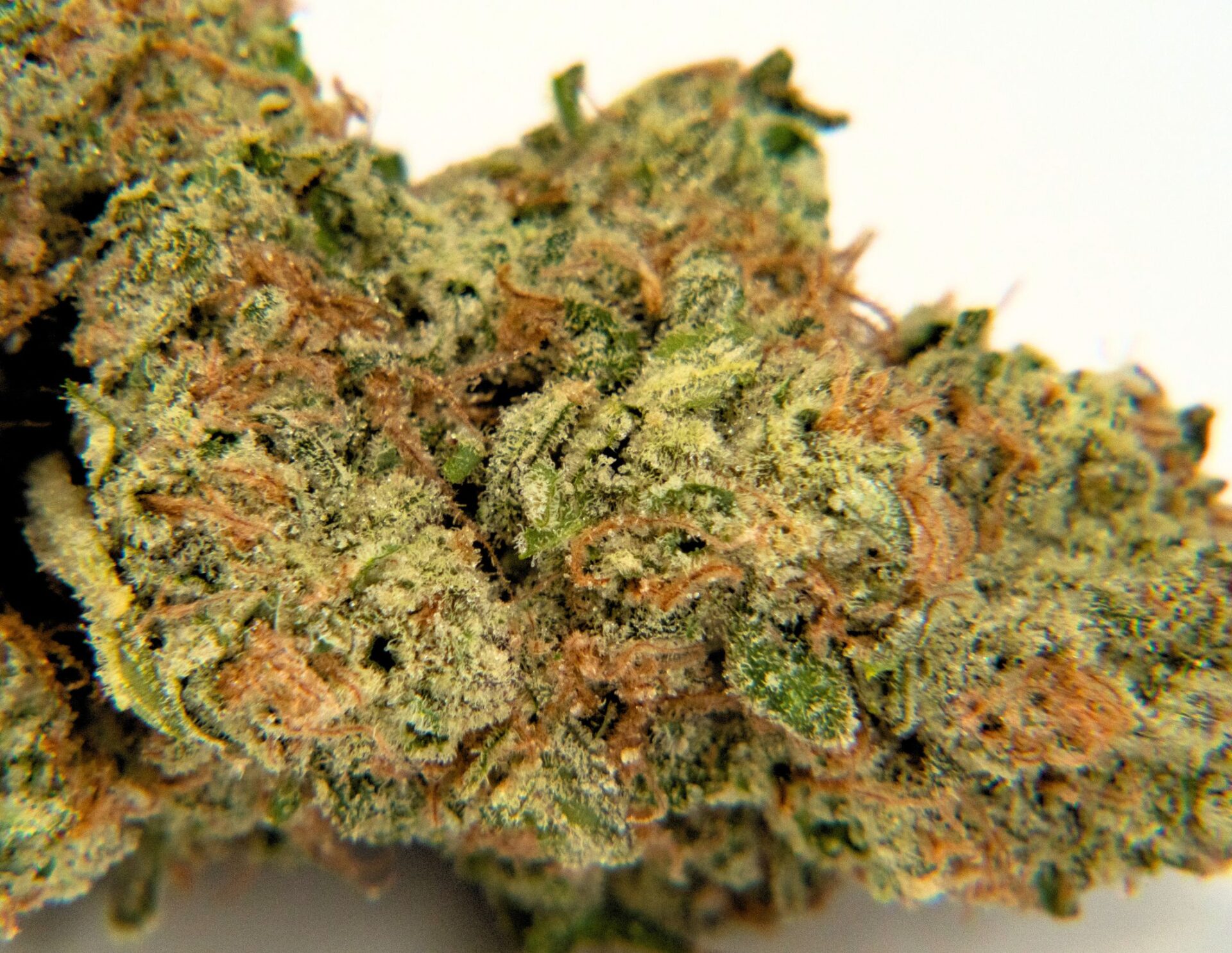 House of Sacci White Diamonds Flower  31% {3.5g}