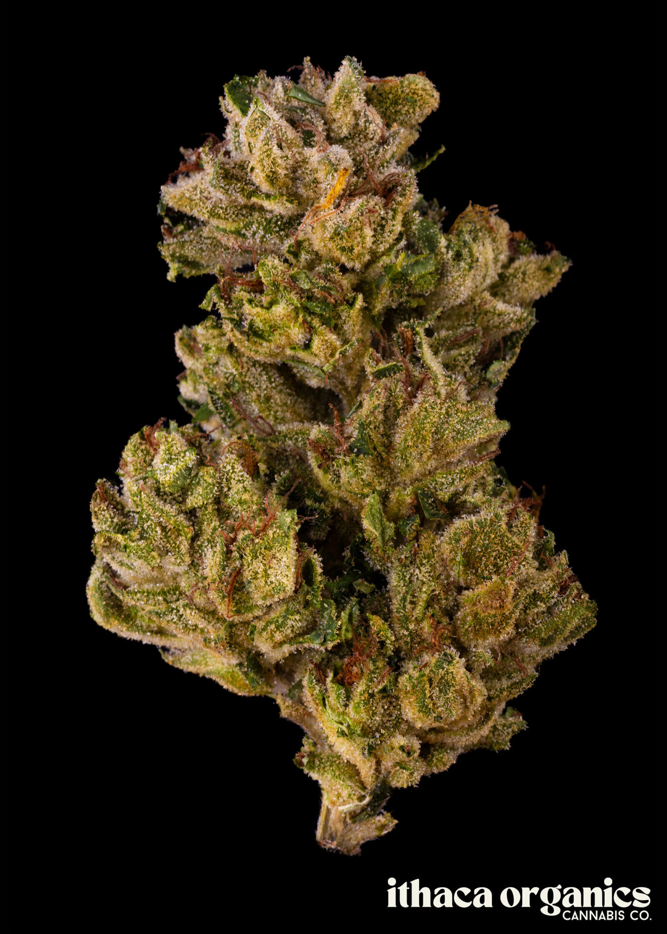 Ithaca Organics Colorado Chem Flower  (Hybrid) 24% {3.5g}