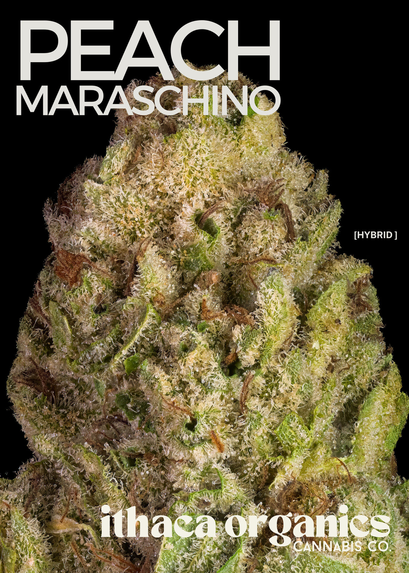 Ithaca Organics Peach Maraschino Flower  (Hybrid) 20% {3.5g}