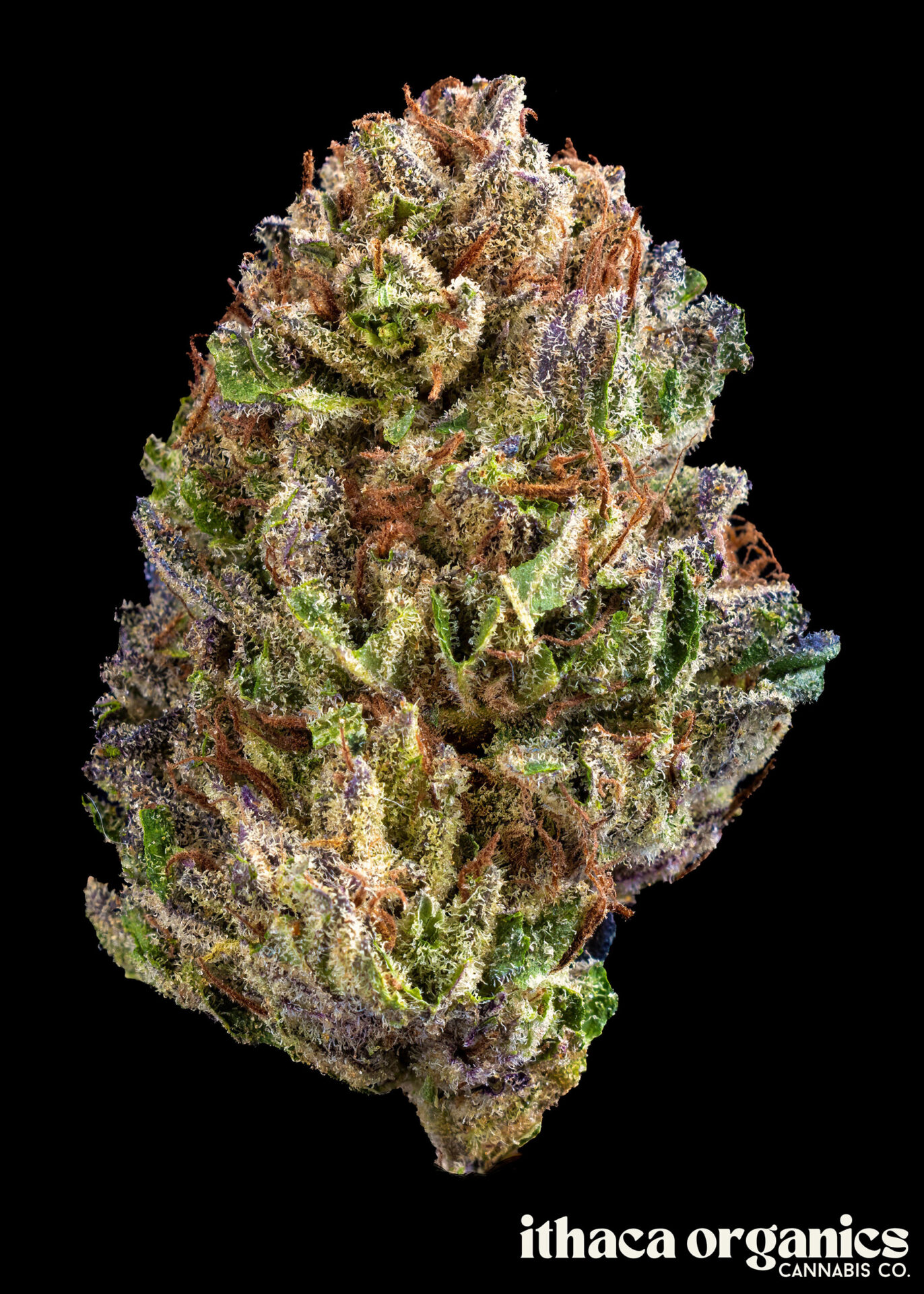 Ithaca Organics Planet of the Grapes Pre-Roll (Hybrid Indica) 19% {1g}