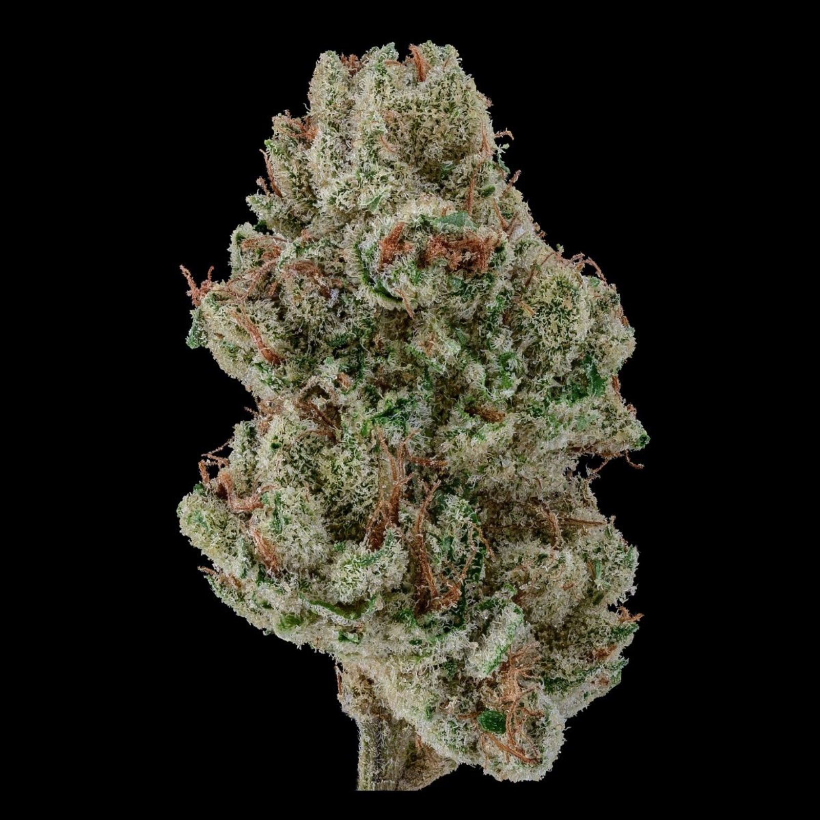 Miss Perry Hash Infused Tranport/Zaddy Pre-Roll (Indica) 28% {1g}